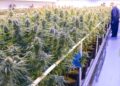 Tilray stock surges after cannabis company improves bottom line