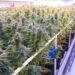 Tilray stock surges after cannabis company improves bottom line