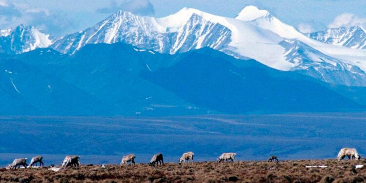 Biden administration cancels 7 remaining oil and gas leases Trump gave in Alaska’s Arctic Refuge Biden administration cancels 7 remaining oil and gas leases Trump gave in Alaska’s Arctic Refuge