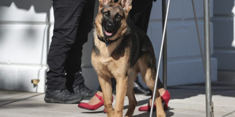 Biden’s family dog, Commander, adds to his count of White House victims by biting yet another Secret Service employee