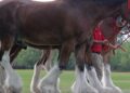 Budweiser will no longer shorten the tails of its iconic Clydesdales after PETA complained that it amounted to ‘cruelty’