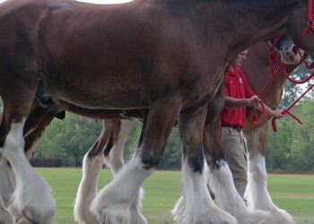 Budweiser will no longer shorten the tails of its iconic Clydesdales after PETA complained that it amounted to ‘cruelty’