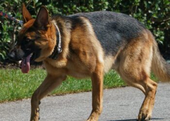 Joe Biden’s dog Commander has been exiled from the White House after yet another biting incident involving the head groundskeeper