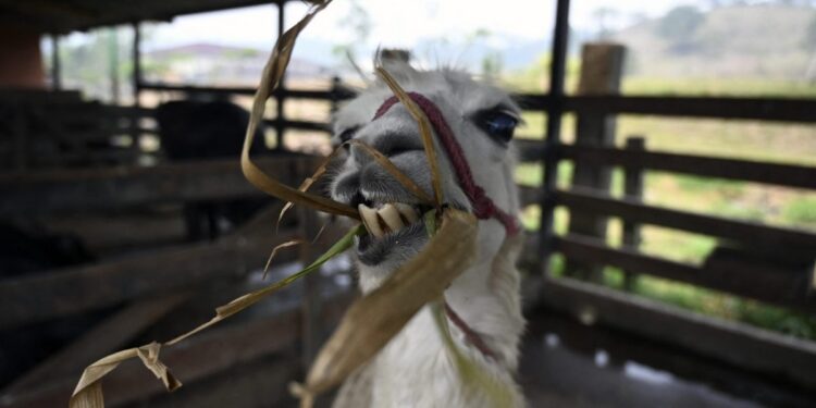 Meta’s Llama gears up for battle Meta’s Llama gears up for battle