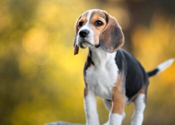 131 dogs will take to the field—and many will mark their territory.