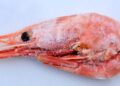Walmart recalls potentially radioactive frozen shrimp sold in 13 states