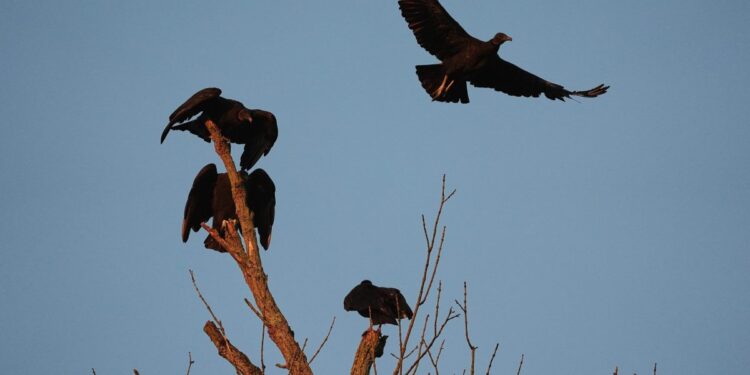 U.S. cattle faces a growing threat from a protected species of vulture spreading north amid climate change — ‘They just basically eat them alive’ | Fortune