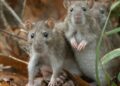 You’re probably safe from the Hantavirus outbreak, but here’s what you absolutely must not do, experts say | Fortune