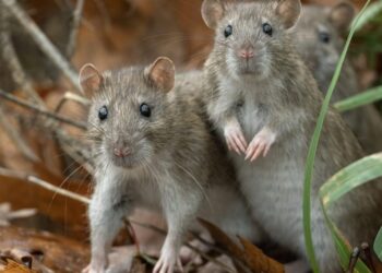 You’re probably safe from the Hantavirus outbreak, but here’s what you absolutely must not do, experts say | Fortune