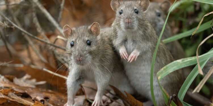 You’re probably safe from the Hantavirus outbreak, but here’s what you absolutely must not do, experts say | Fortune