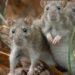 You’re probably safe from the Hantavirus outbreak, but here’s what you absolutely must not do, experts say | Fortune