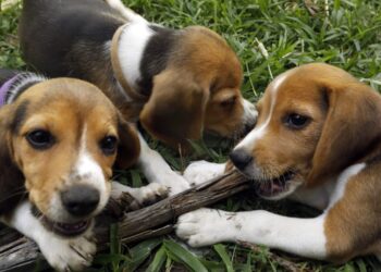 Beagle breeding farm to shutter for good after rescue group buys nearly 1,500 dogs following violent protests where cops teared gassed activists | Fortune