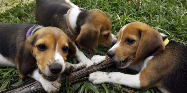 Beagle breeding farm to shutter for good after rescue group buys nearly 1,500 dogs following violent protests where cops teared gassed activists | Fortune Beagle breeding farm to shutter for good after rescue group buys nearly 1,500 dogs following violent protests where cops teared gassed activists | Fortune