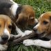 Beagle breeding farm to shutter for good after rescue group buys nearly 1,500 dogs following violent protests where cops teared gassed activists | Fortune Beagle breeding farm to shutter for good after rescue group buys nearly 1,500 dogs following violent protests where cops teared gassed activists | Fortune