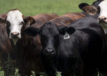 Food supply ‘not at risk’ after new Texas screwworm cases, USDA secretary says Food supply ‘not at risk’ after new Texas screwworm cases, USDA secretary says