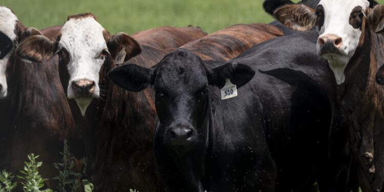 Food supply ‘not at risk’ after new Texas screwworm cases, USDA secretary says Food supply ‘not at risk’ after new Texas screwworm cases, USDA secretary says