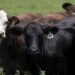 Food supply ‘not at risk’ after new Texas screwworm cases, USDA secretary says Food supply ‘not at risk’ after new Texas screwworm cases, USDA secretary says