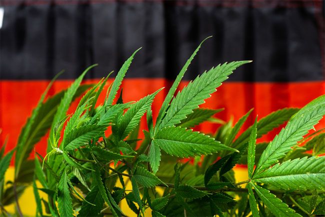 Germanys parliament votes to legalize limited marijuana possession and allow cannabis clubs Germanys parliament votes to legalize limited marijuana possession and allow cannabis clubs