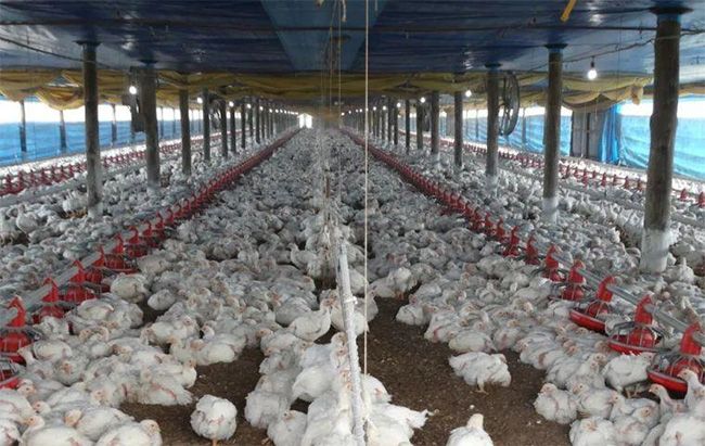 Bird Flu: Several countries halt poultry imports from Brazil Bird Flu: Several countries halt poultry imports from Brazil
