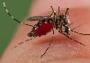 Alarm raised as more than 87,000 dengue cases reported in 2023