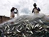 Dedicated investment zone to be established for fishing industry in Northern Province
