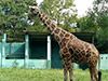 Death of giraffe at Dehiwala zoo being investigated after concerns were raised