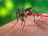 Over 40,000 dengue cases reported in Sri Lanka so far in 2024