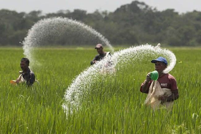 Farmers criticize govt. over delayed fertilizer subsidy