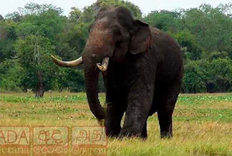 Tusker Agbo in critical condition after being shot at again