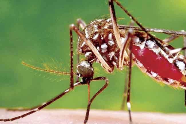 Over 11,000 dengue cases reported in Sri Lanka this year
