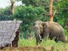 Sri Lanka to launch two pilot projects to address human-elephant conflict