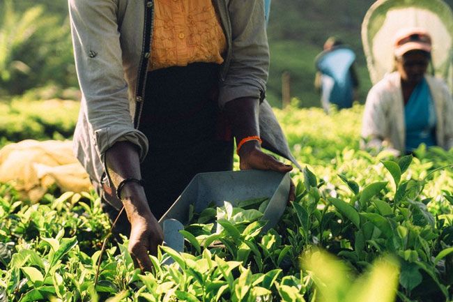 Sri Lanka settles USD 60 million Iranian oil debt with tea