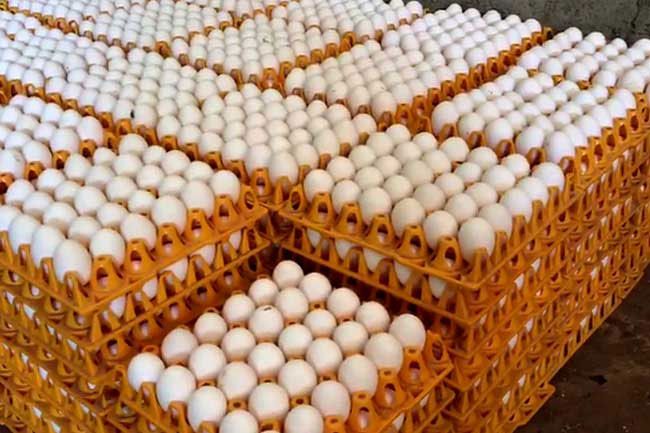 Egg traders urge govt to implement pricing formula