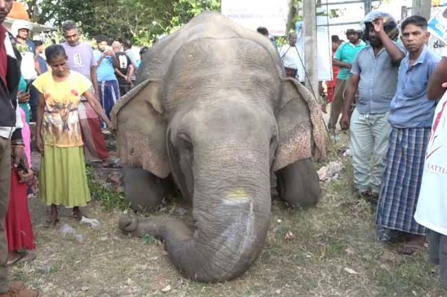 Wild elephant killed in train collision at Gallella Wild elephant killed in train collision at Gallella