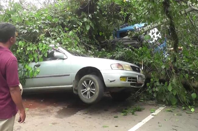 Two people injured, several vehicles damaged after 2 trees collapse