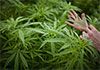 Govt s cannabis investment plan- 30 parties express interest, projects to be based in Mirigama and Kandy