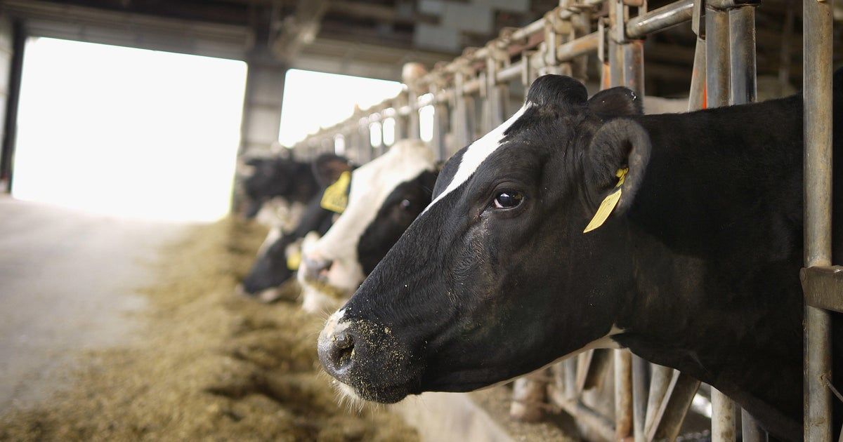 Rare human case of bird flu contracted in Texas following contact with dairy cattle Rare human case of bird flu contracted in Texas following contact with dairy cattle