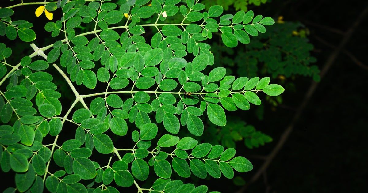 FDA investigating Salmonella outbreak connected to moringa powder FDA investigating Salmonella outbreak connected to moringa powder