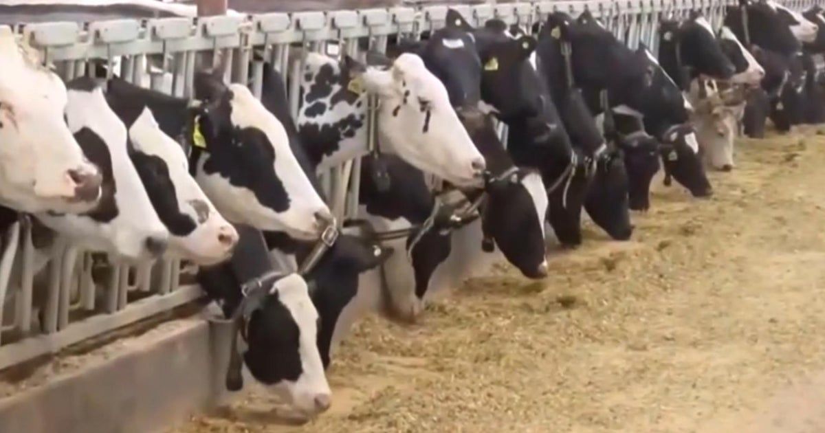 New bird flu strain in cows spreads to Nevada dairy worker