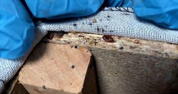 Paris is crawling with bedbugs. They’re even riding the trains and a ferry.