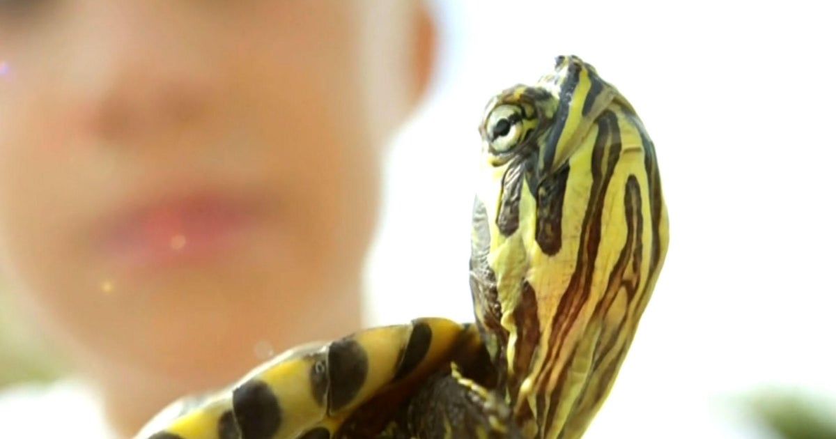 Salmonella outbreak linked to turtles