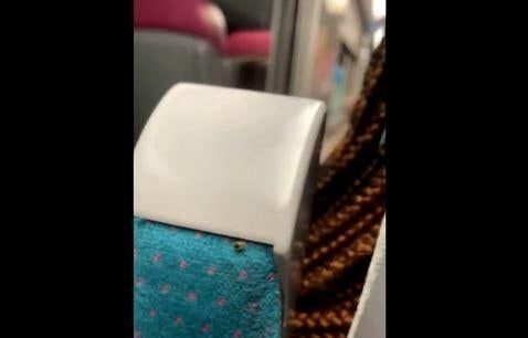 bedbug-paris-metro.jpg
