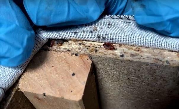 bedbug-paris-sofa.jpg