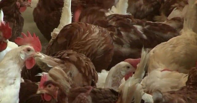 How bird flu outbreaks impacts consumers