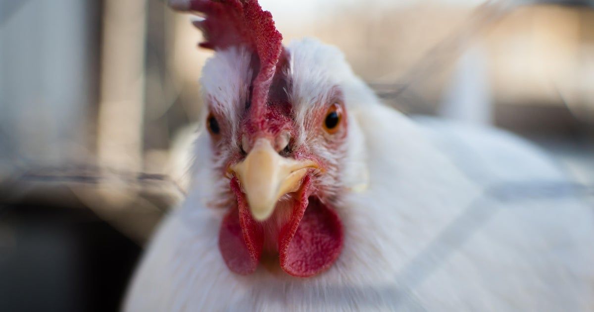 Egg prices are likely to shoot up even more in 2025. Here’s what to know.