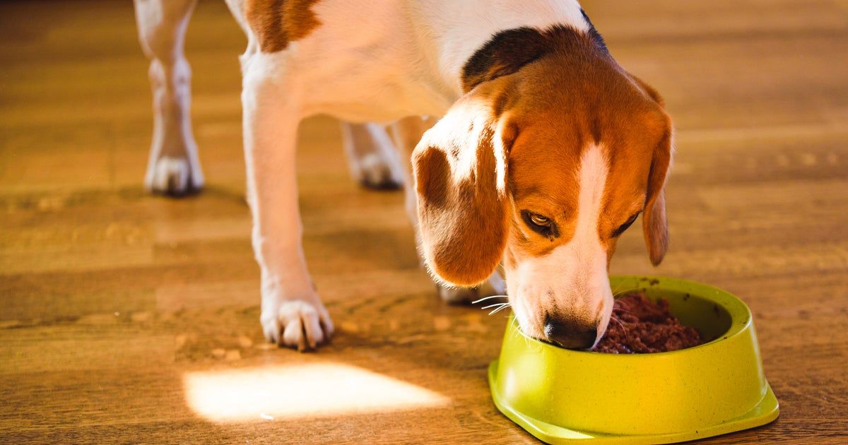 Multiple dog food brands recalled due to potential salmonella contamination