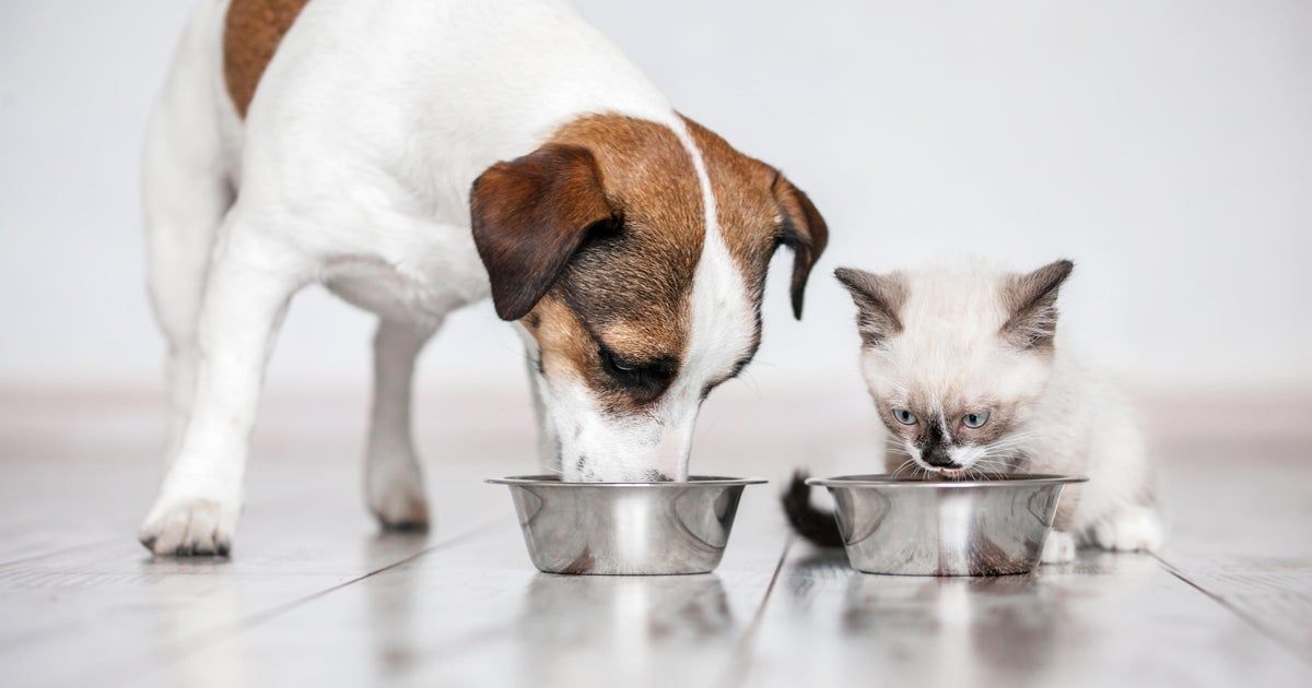 Purina refutes