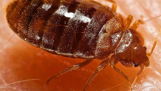 Yikes! Bedbugs!! 15 best bug-busting tips for travelers