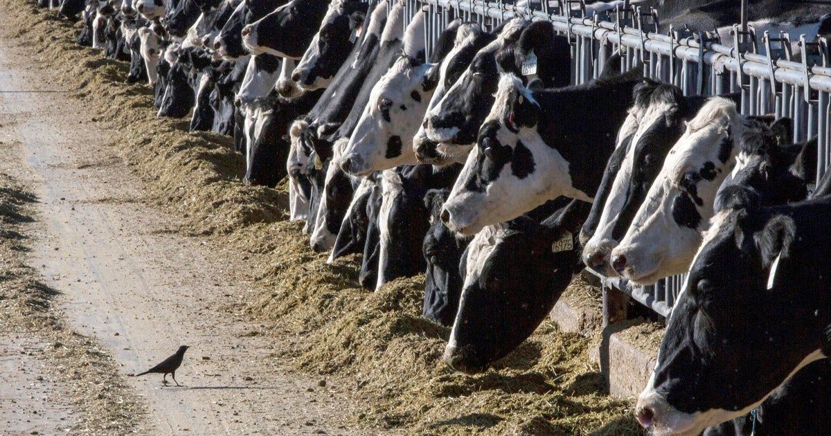 Bird flu reported in second Michigan farmworker, marking third human case in U.S. Bird flu reported in second Michigan farmworker, marking third human case in U.S.