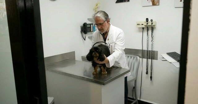 Mysterious respiratory illness spreading among dogs